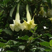 Brugmansia × candida Pers.